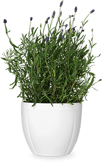 pot